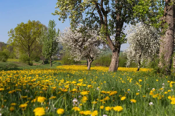 Apfelblütenwiese Mit Blauen Himmelgelben Blüten Auf Grünem Feld Süddeutschen Ländlichen — Stockfoto