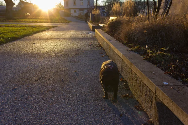 Pug Mops Nomeado Adelheid Parque Vespertino Natal Dezembro Uma Cidade — Fotografia de Stock