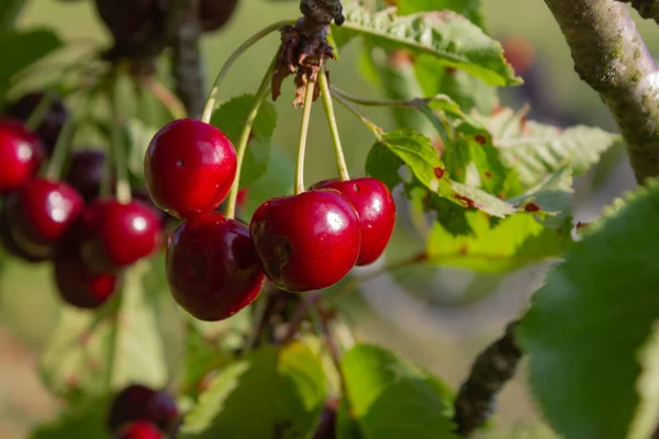 Kiraz Kırmızı Meyve Dalı Güney Almanya Orchard Kırsal Kırsal Bahar — Stok fotoğraf