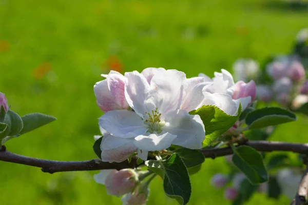 Барвисті Весняних Квітів Зеленій Галявині Південній Німеччині Сільських Сільській Місцевості — стокове фото
