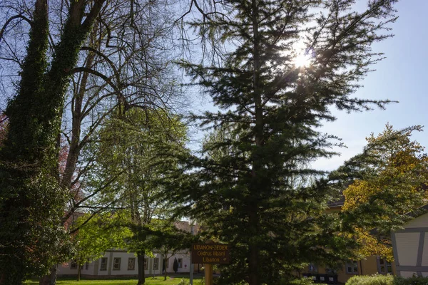 Les Arbres Parc Les Branches Avec Feuillage Sur Journée Ensoleillée — Photo