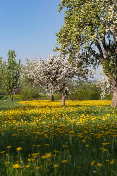 Apfelblütenwiese Mit Blauen Himmelgelben Blüten Auf Grünem Feld Süddeutschen Ländlichen — Stockfoto