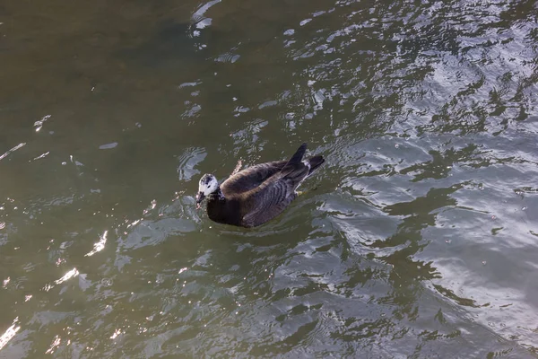 Patos Lutando Por Comida Rio Ensolarado Dia Advento Dezembro Alemanha — Fotografia de Stock