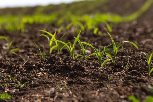 Giovane Pianta Mais Campo Primavera Può Mattina Sole Nel Sud — Foto Stock