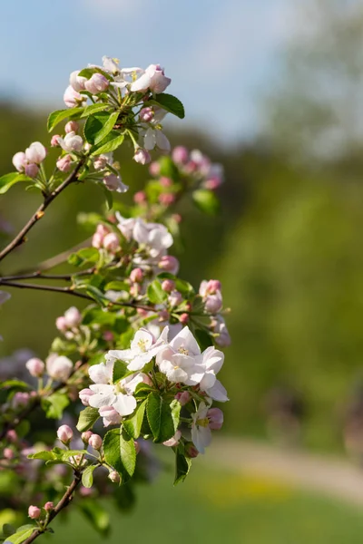 Apple Blossom Тлі Blueksy Весна Сонячний День Південній Німеччині — стокове фото