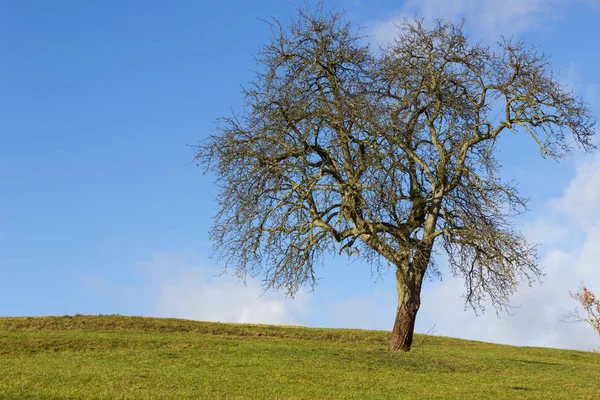 Árbol Cielo Azul Diciembre Advenimiento Día Soleado Sur Alemania Campo — Foto de Stock