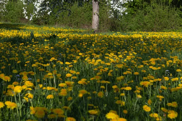 Dandelion Apple Blossom Meadow Springtime Sunny Optimistic Day — Stock Photo, Image