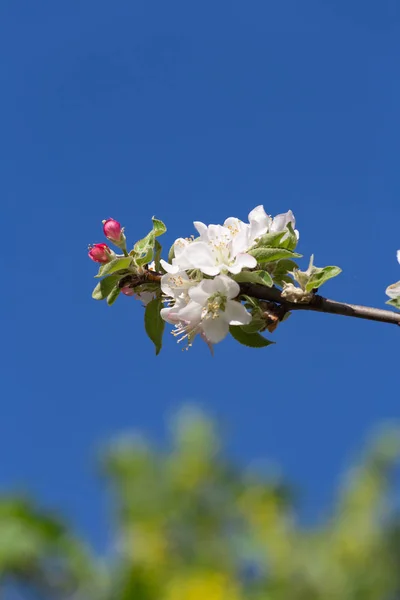 Південній Німеччині Сільській Місцевості Весна Цвітуть Сонці Щасливими Синє Небо — стокове фото