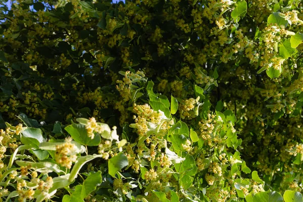 Tilleul Fleurissent Dans Parc Historique Par Une Journée Ensoleillée Ciel — Photo