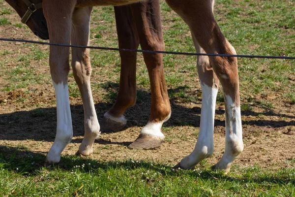 Cavalo Mãe Com Potro Leste Springbreak Férias Sul Alemanha Ensolarado — Fotografia de Stock