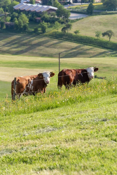 Casal Vacas Paisagem Prado Sul Alemanha Terras Altas Primavera Grama — Fotografia de Stock