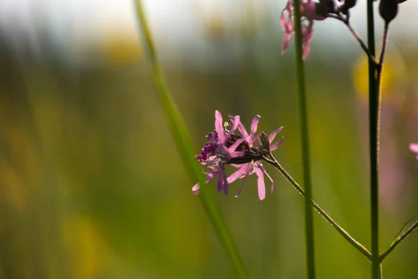 ライラック花 南ドイツの春の日の出朝の気分で草原の花 — ストック写真