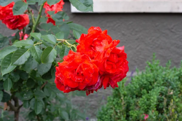 Czerwone Róże Elewacji Ramy Migawki Zielone Okna Drewna Historycznym Mieście — Zdjęcie stockowe