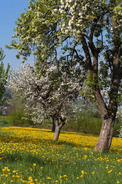 Яблочный Луг Голубым Небом Желтые Цветы Зеленом Поле Сельской Местности — стоковое фото