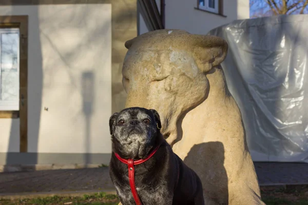 Trapeadores Pug Llamado Adelheid Sentado Una Estatua León Parque Histórico — Foto de Stock