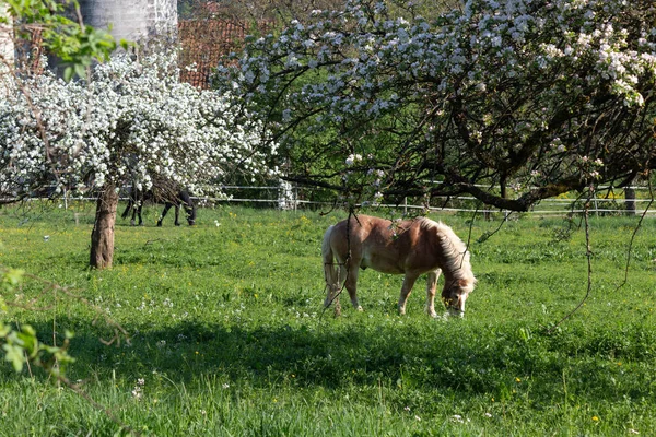 Cheval Haflinger Printemps Pommier Fleur Champ Vert — Photo