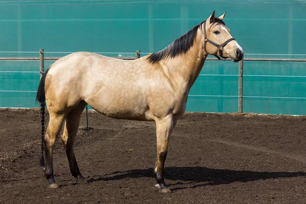 Caballos Marrones Blancos Paddock Cuando Sol Brilla Sur Alemania Campo —  Fotos de Stock