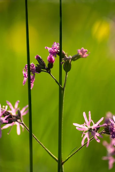 ライラック花 南ドイツの春の日の出朝の気分で草原の花 — ストック写真