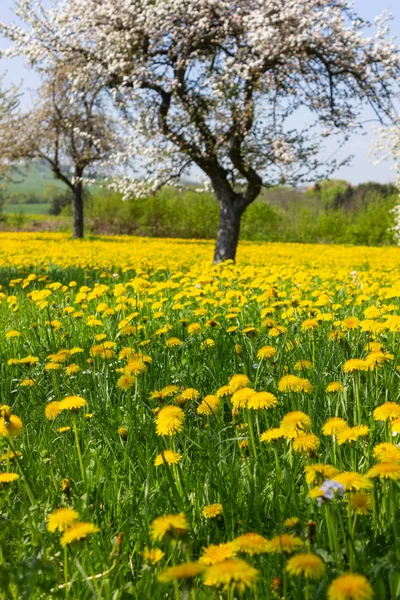 Весенний Цветочный Газон Счастливом Солнечном Апрельском Утре Сельской Местности Южной — стоковое фото