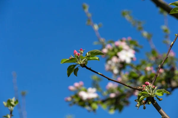 Південній Німеччині Сільській Місцевості Appletree Цвітуть Листя Красиві Синє Небо — стокове фото