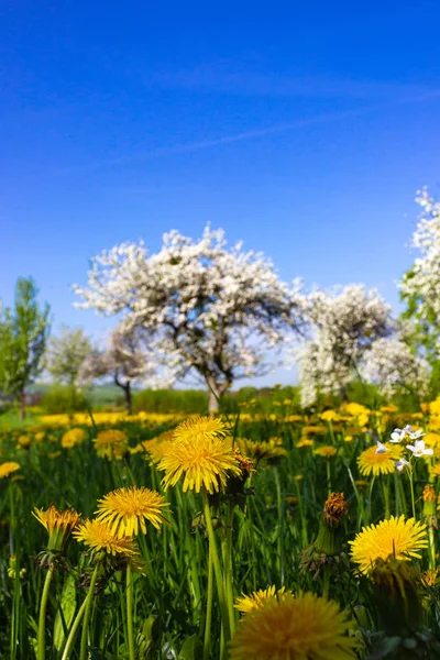 Внимательно Посмотрите Одуванчик Яблоню Цветущую Голубым Небом Весной Сельской Местности — стоковое фото