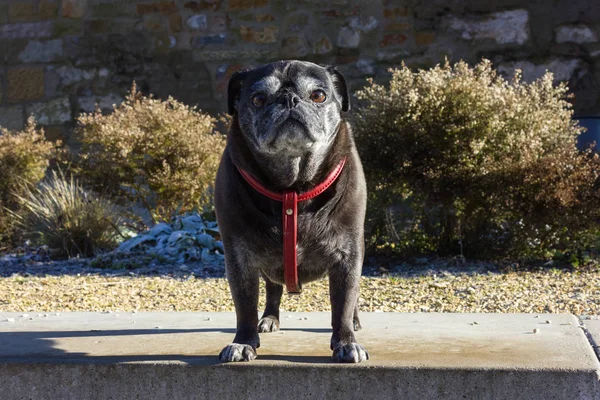 Pug Mops Named Adelheid Having Fun Walking Sunny December Advent — Foto de Stock