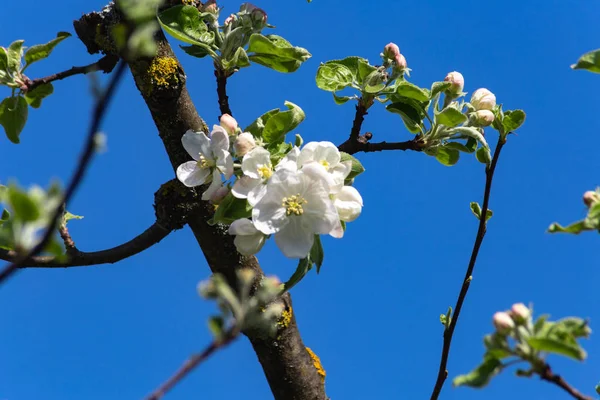 Південній Німеччині Сільській Місцевості Appletree Цвітуть Листя Красиві Синє Небо — стокове фото