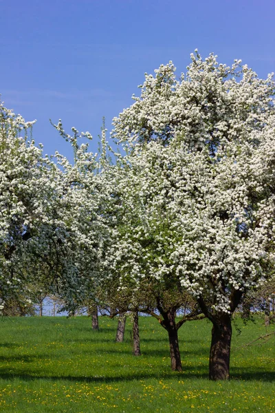 Apple Boom Detail Met Bloesem Horizon Blauwe Hemel Zonnige Lente — Stockfoto