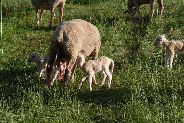 Agnello Appena Nato Dopo Madre Pecora Che Partorisce Nel Prato — Foto Stock