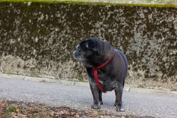 Pug Mops Met Naam Adelheid Met Een Buiten Lopen Winter — Stockfoto