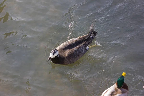 Eenden Gevechten Voor Menselijke Voeding Zonnige Rivier Een Dag Van — Stockfoto