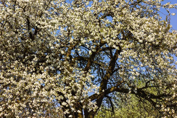 Détail Pommier Avec Fleur Sur Horizon Ciel Bleu Ensoleillé Printemps — Photo