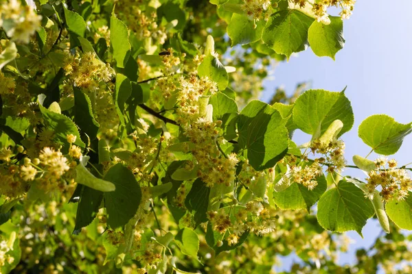 Linden Árvore Flor Parque Histórico Céu Azul Dia Ensolarado — Fotografia de Stock