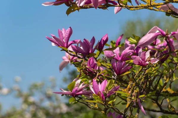 Magnolia Foliage Blossom Beautiful Blue Sky Springtime Sunny Happy Holiday — Stock Photo, Image