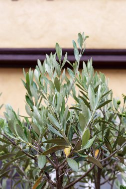 tarihi şehir, ev cephesinde zeytin ağaç ve dal yaprağı Güney Almanya