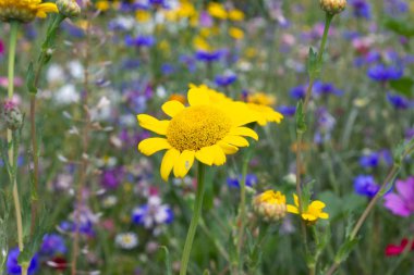 yakın çayırda çok renkli çiçekler güneş yaz gününde schwaebisch gmuend city yakınındaki güney Almanya kırsalında bakmak