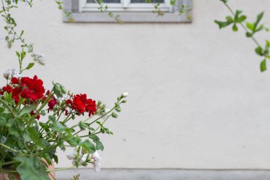 Güney Almanya şehir schwaebisch gmuend tarihi şehir, çiçekler ve Saksı bitki örtüsü ile antik taş cephe