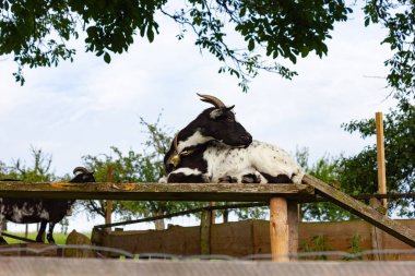 Allgau keçi padok Güney Almanya'da Bavyera kırsal kırsal