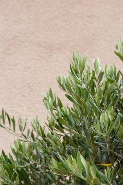 tarihi şehir, ev cephesinde zeytin ağaç ve dal yaprağı Güney Almanya