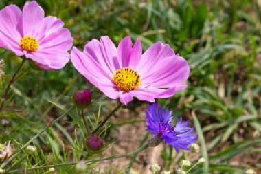 yakın çayırda çok renkli çiçekler güneş yaz gününde schwaebisch gmuend city yakınındaki güney Almanya kırsalında bakmak