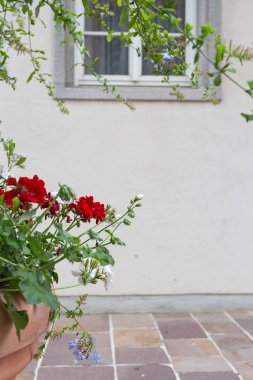 Güney Almanya şehir schwaebisch gmuend tarihi şehir, çiçekler ve Saksı bitki örtüsü ile antik taş cephe