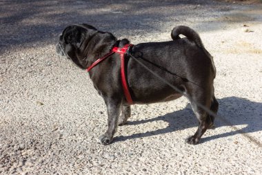 Adelheid yürüyüşler City Güney Almanya'da adlı siyah boksör