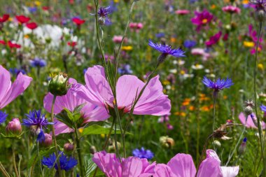 yakın çayırda çok renkli çiçekler güneş yaz gününde schwaebisch gmuend city yakınındaki güney Almanya kırsalında bakmak