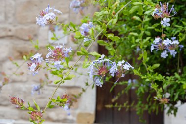 Güney Almanya şehir schwaebisch gmuend tarihi şehir, çiçekler ve Saksı bitki örtüsü ile antik taş cephe