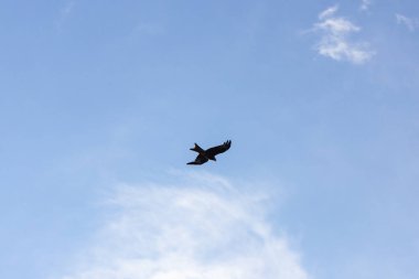 fırtına bulutları uçuş Güney Almanya'da bir yırtıcı kuş