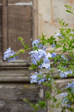 leylak ve yeşil renkli çiçekler tarihsel pazarda eski kilise cephesinde Güney Almanya