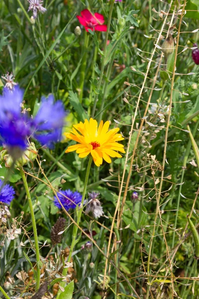 Bunte Blumen Auf Der Wiese Bei Sonnigem Sommertag Süddeutschland Nahe — Stockfoto