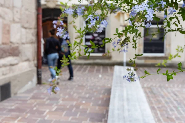 Fachada Pedra Antiga Com Flores Panelas Folhagem Cidade Histórica Sul — Fotografia de Stock