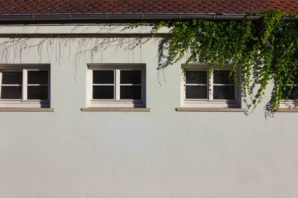 Hiedra Verde Una Brillante Muralla Histórica Ciudad Sur Alemania Schwaebisch —  Fotos de Stock