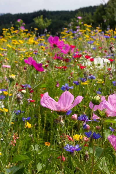 Mirar Cerca Las Flores Multicolores Prado Sol Día Verano Sur — Foto de Stock